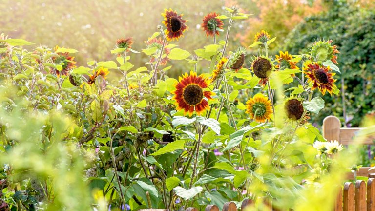 Plantes à pousser à côté des tournesols – 5 cultures et fleurs qui seront très heureuses aux côtés de ces fleurs joyeuses Sunflowers growing in a summer garden behind a sunlit fence