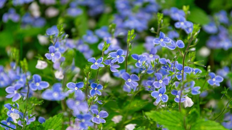 9 Les conifères sous-estimés donneront à votre jardin un coup de pouce de beauté toute l’année – des plantes travailleuses sans tracas Veronica Georgia Blue, Speedwell
