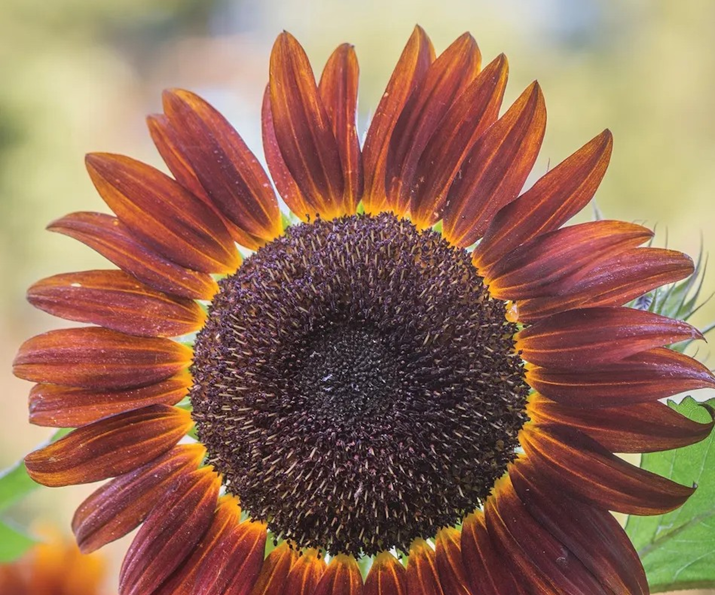 Sunflower, Chianti Hybrid, avec des pétales marron profonds en été
