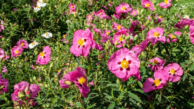 Variétés de CISTU – 11 joyeuses chouchouts pour égayer votre intrigue A mass of cistus plants with pink flowers and yellow centers