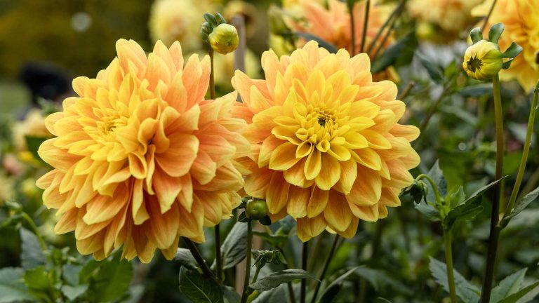 5 endroits où vous ne devriez jamais planter des dahlias – conseils d’experts sur le type de sol, la lumière du soleil et les conteneurs inadaptés yellow dahlias