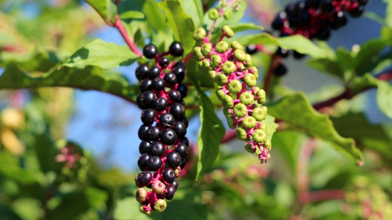 Comment se débarrasser de Pokeweed dans votre cour – conseils d’experts sur le contrôle de cette mauvaise herbe américaine envahissante An invasive weed, American pokeweed, with dark berries in a sunny summer garden