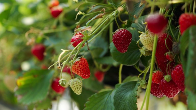 J’ai découvert un piratage de leurre pour empêcher les oiseaux de manger vos plantes aux fraises – c’est si simple que n’importe qui peut l’essayer Lots of strawberries growing on plants in a greenhouse