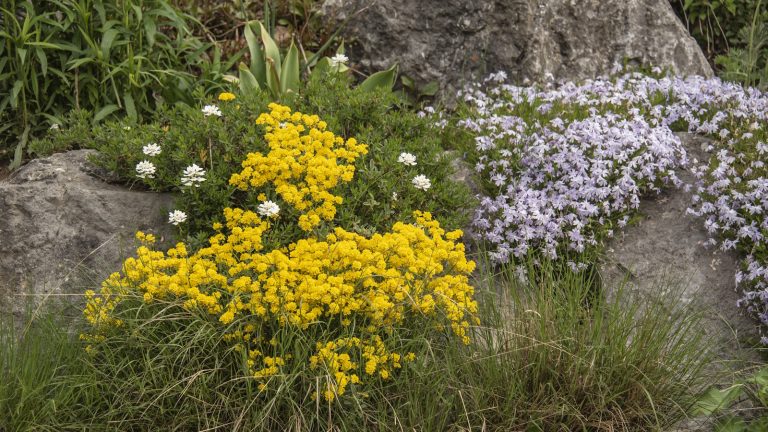 Les plantes en cascade pour dégringoler sur les murs de soutènement et les paniers suspendus – 5 fleurs traînantes pour remplir votre cour de couleur joyeuse Cascading plants with yellow and lilac blooms growing in a rockery garden