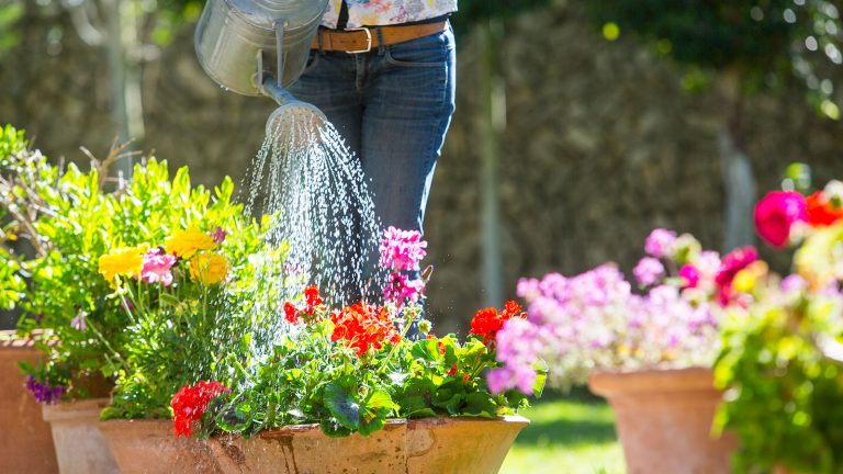 Une casserole d’eau peut rendre l’arrosage plus efficace dans une vague de chaleur – les experts horticoles révèlent leurs conseils pour utiliser ce tour d’arrosage watering flowers in containers