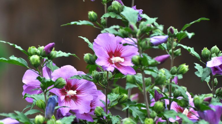 5 arbustes qui prospèrent sur la négligence – Recommandations d’experts pour les plantes à faible entretien et sans bruit Rose of Sharon, or hibiscus, with pink tropical flowers in a summer garden border