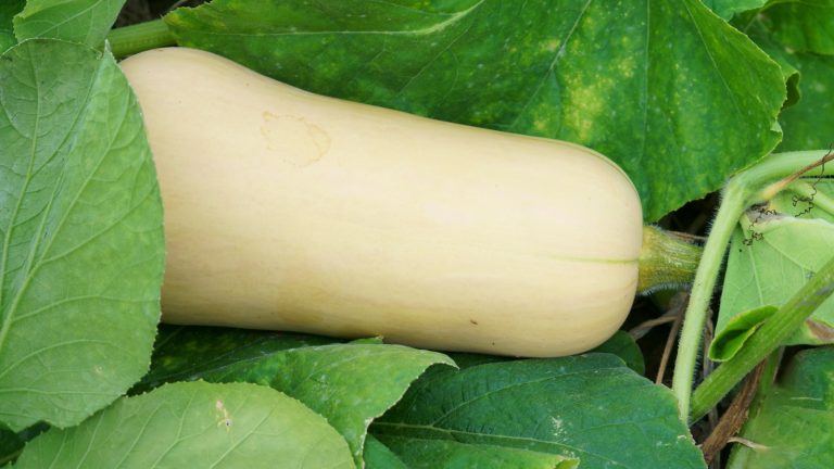 Squash Companion Plantation – 7 légumes, fleurs et herbes pour repousser les ravageurs et attirer des insectes bénéfiques, ainsi que de mauvaises plantes partenaires pour éviter Butternut squash ripening on the plant in a vegetable garden
