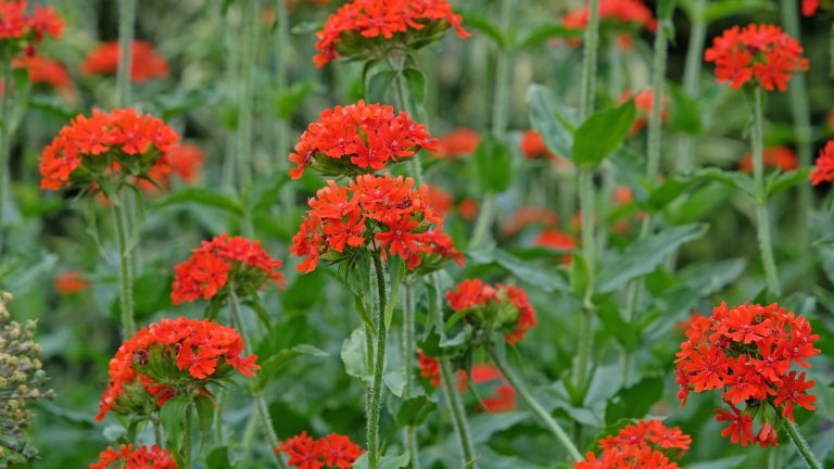 Comment cultiver le silene chalcedonica – pour une vivace étonnante pour attirer des papillons, des abeilles et des colibris dans vos parterres de fleurs Bright red blooms of Silene chalcedonica plants in flower
