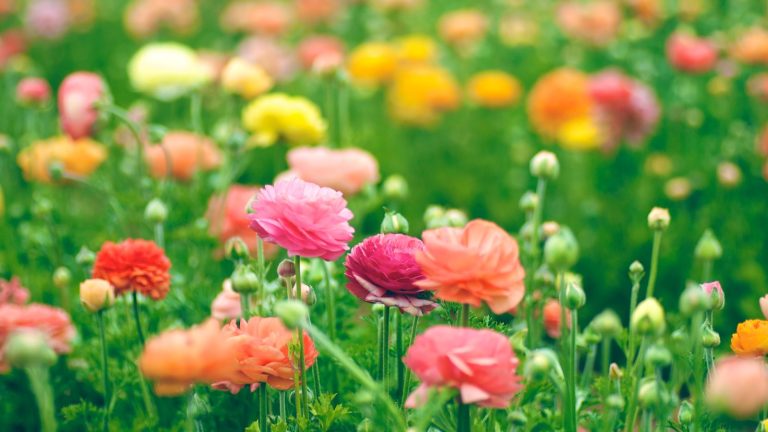 Vous ne pouvez pas faire pousser des pivoines en Californie? Essayez à la place ces alternatives de pivoine difficiles et résilientes pastel flowers in a California spring garden