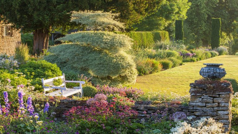 9 arbres sous-estimés qui peuvent avoir un impact énorme – découvrez pourquoi ils méritent un endroit dans votre jardin Underrated trees, Cornus Alternifolia 'Argentea'