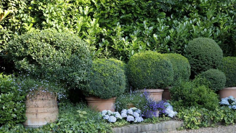Meilleurs conifères pour arrêter les mauvaises herbes – 5 arbustes approuvés pour experts pour garder les plantes à problèmes de votre cour Topiary balls in terracotta pots, situated in a planting border during summer