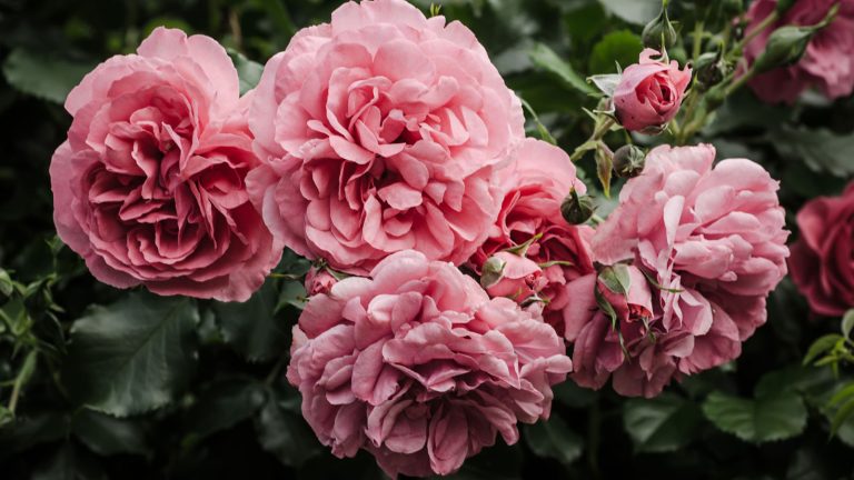 10 meilleures plantes pour le sol limoneux – Les experts du jardinage recommandent les fleurs, les arbustes et les arbres qui prospéreront dans des conditions douces clusters of pink roses growing in garden