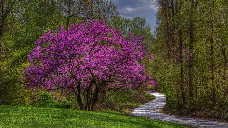 5 des meilleurs arbres indigènes nord-américains – pour que les plantes résilientes et belles poussent dans les pots et les bordures A pink redbud tree growing next to a gravel road and other trees
