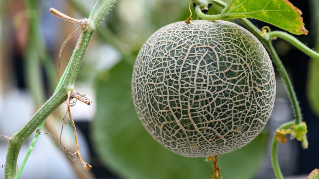 Vous devez fertiliser les melons à 2 moments cruciaux – voici comment obtenir les meilleurs fruits car les experts révèlent les meilleurs flux de ces moments pivots A ripe cantaloupe melon growing on a vine in the greenhouse
