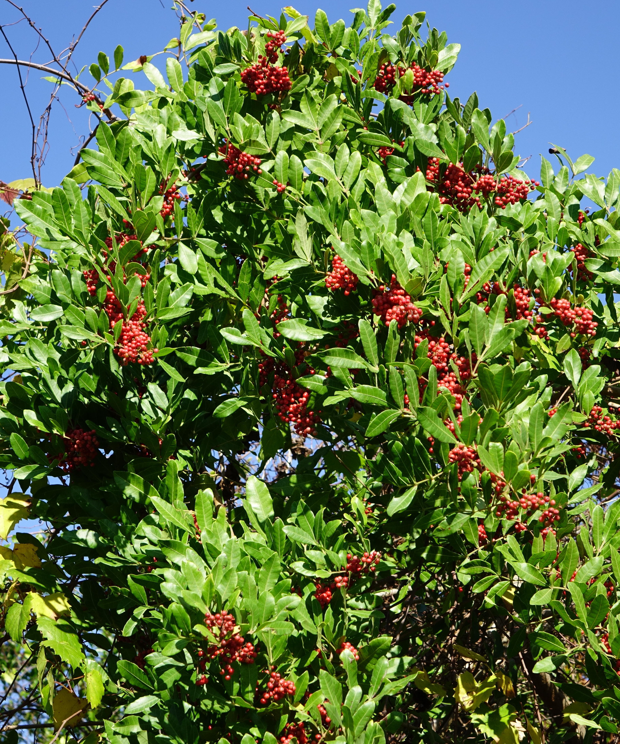 Gros plan du poivre brésilien avec des avant-toits verts et des baies rouges