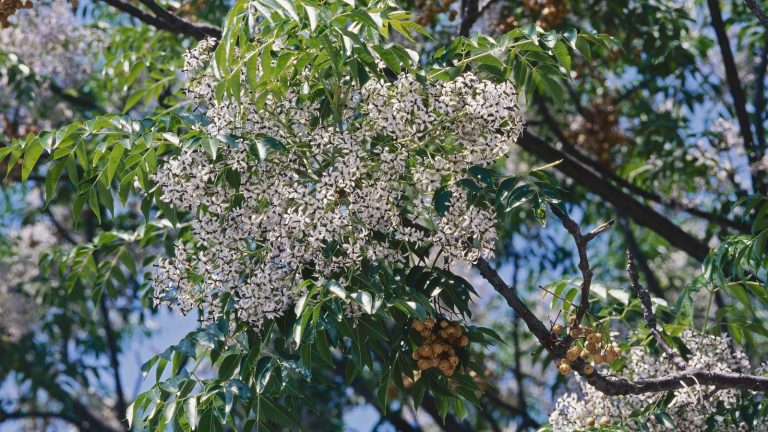 Plants that are illegal to grow in Texas