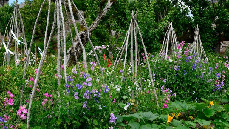 5 plantes annuelles d’escalade Tous les jardiniers devraient cultiver – pour obtenir des fleurs étonnantes pour le coût d’un paquet de graines How to make a sweet pea teepee