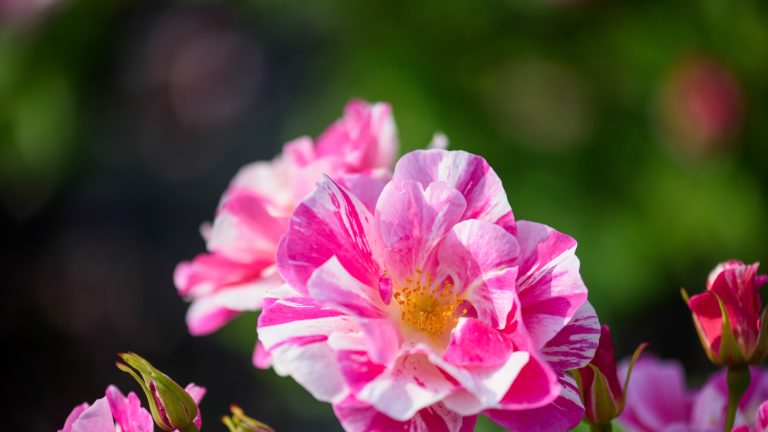 The King's Rose - a fuchsia and white striped shrub rose