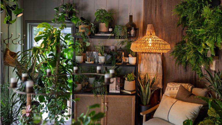 Cinq façons expertes de garder vos plantes d’intérieur au frais et hydratées dans une onde de chaleur, afin qu’ils ne commencent pas à relâcher des températures en plein essor Chelsea Flower Show 2025 Houseplant Studios