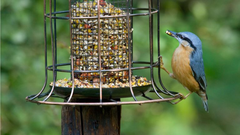 rice in bird feeders