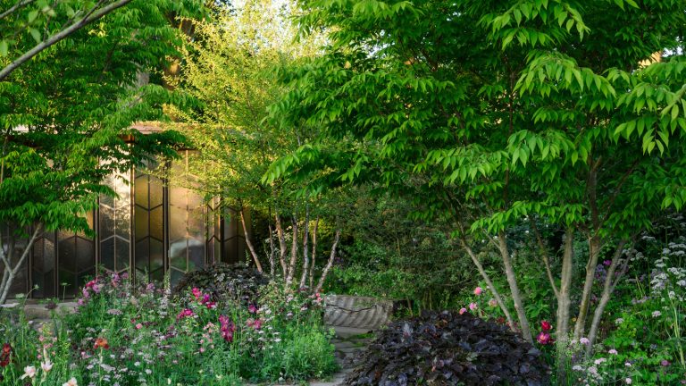 A modern glasshouse with established trees and magenta and burgundy planting
