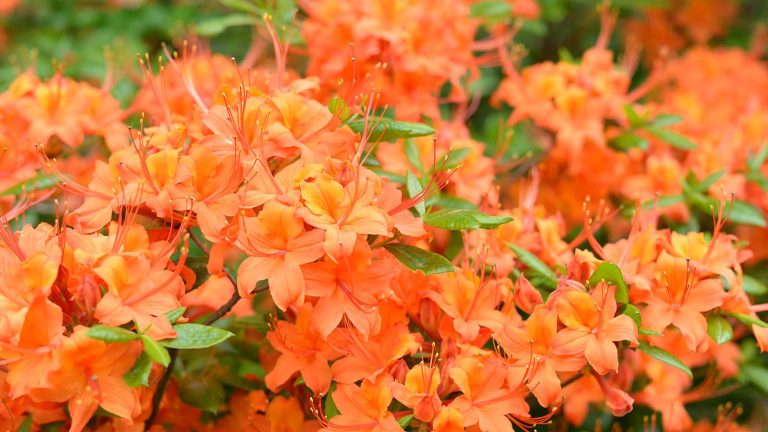orange azalea in flower