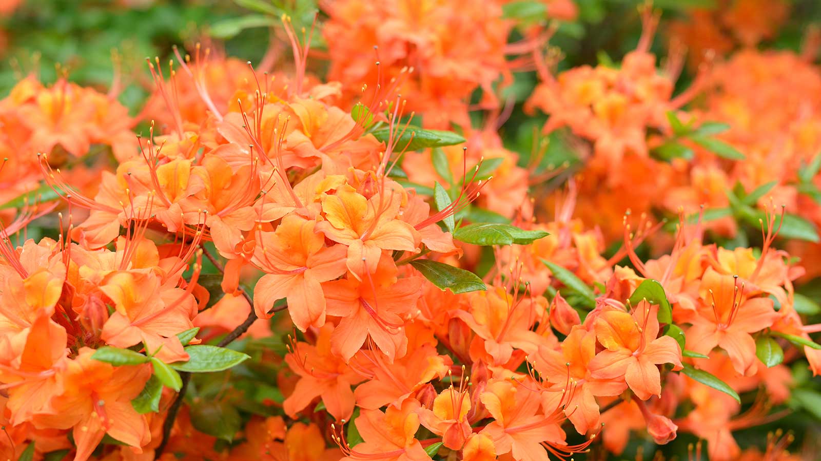 azalée orange en fleur
