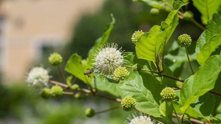 Buttonbush shrub in summer with white, pincushion blooms