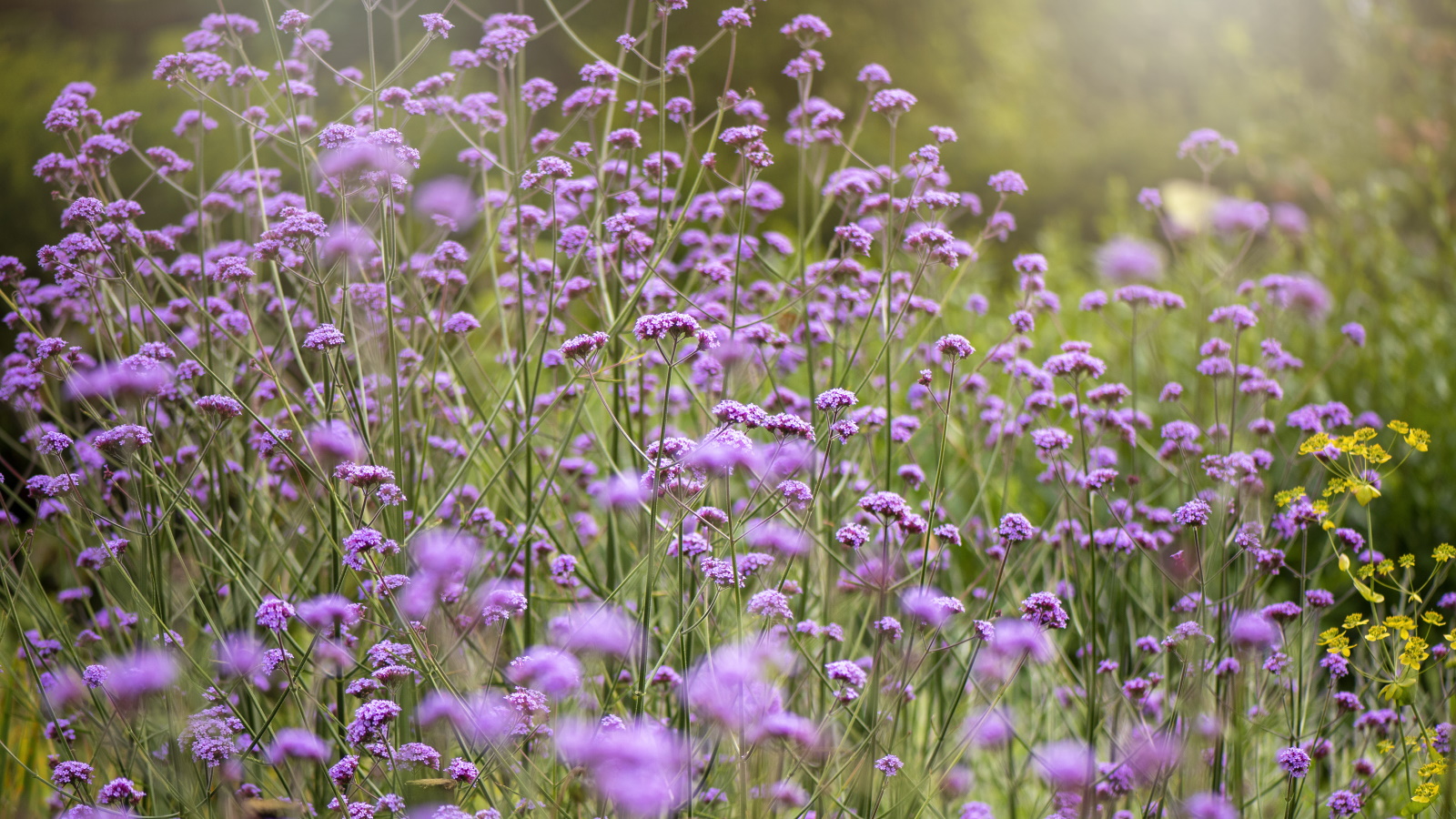 La verveine violette fleurit dans une bordure de jardin