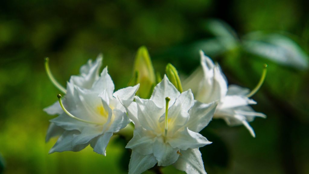 Comment faire pousser des marais azalea – pour un arbuste à fleurs faciles à vivre qui prospère dans les chantiers ombragés et humides Swamp azalea, or Rhododendron viscosum, with white blooms in summer
