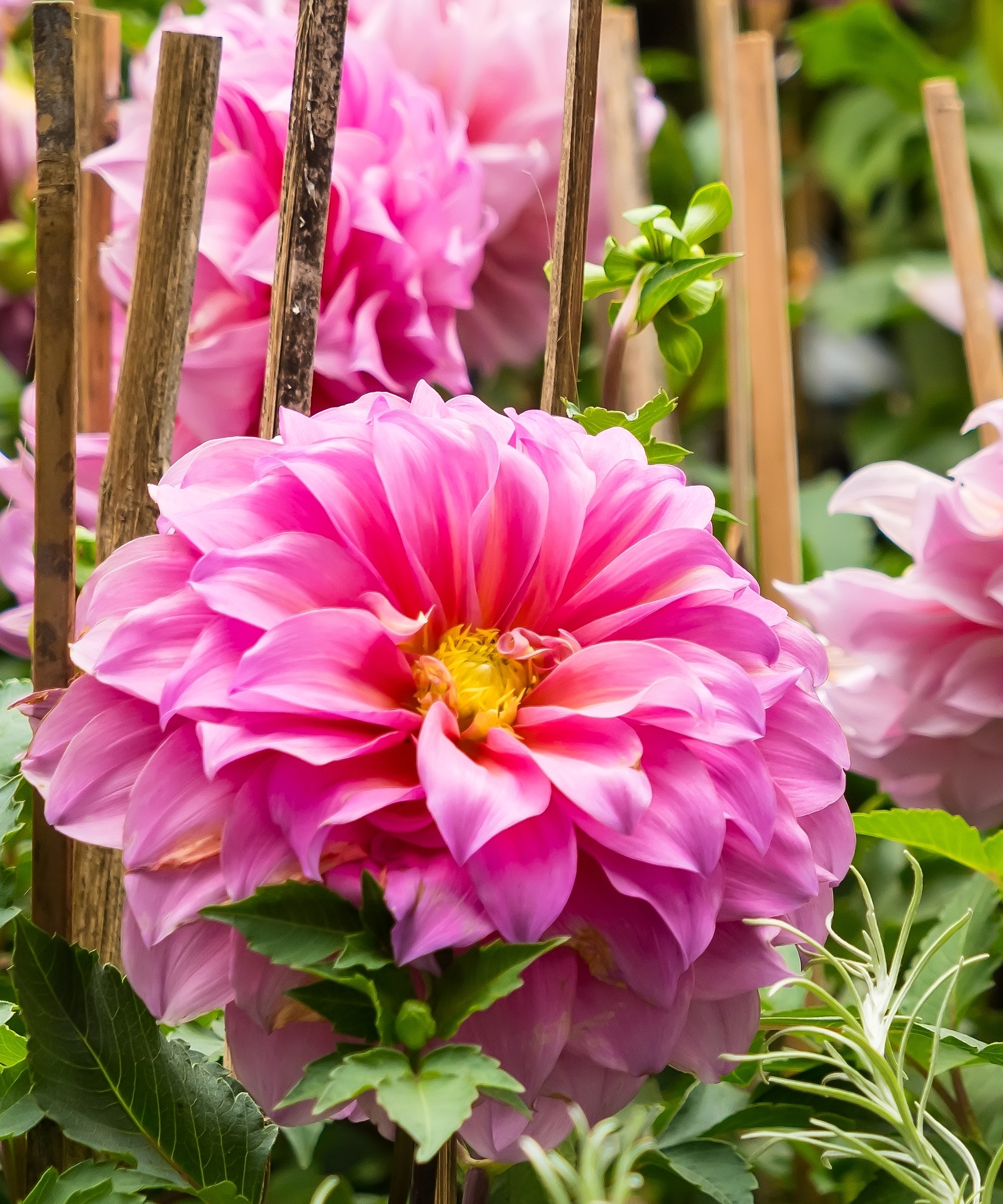Grand dahlia rose entouré de supports en bois