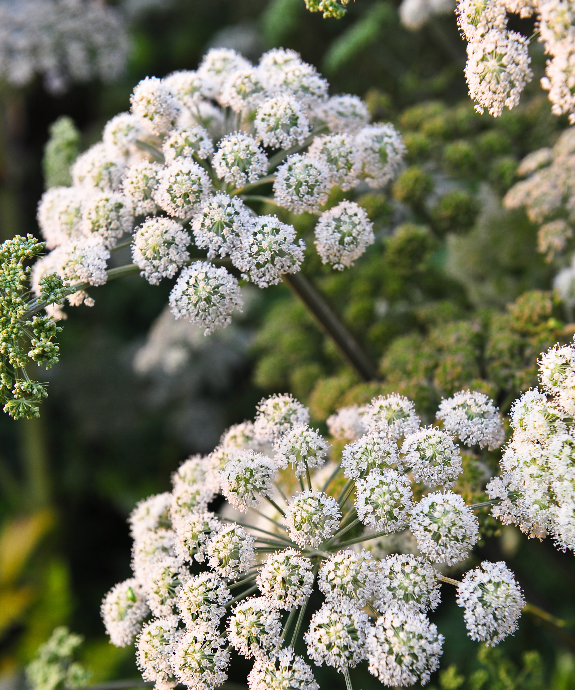 Angelica (Apiaceae) Grosée des têtes de fleurs