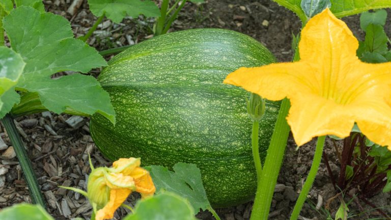 A green squash fruit developing on the vine alongside a yellow squash flower