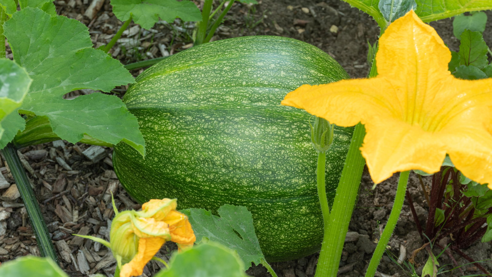 Un fruit de courge verte se développant sur la vigne le long d'une fleur de courge jaune