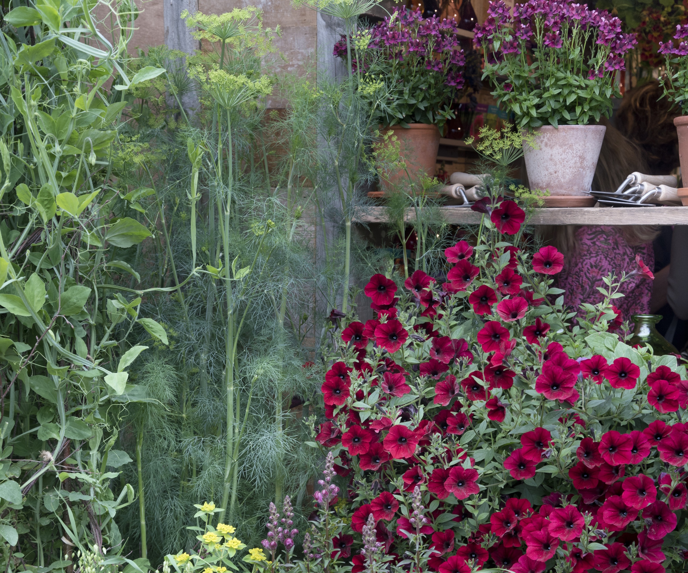 RHS Chelsea Flower Show 2024, avec des pots pleins de fenouil et de fleurs de pétunia rouge