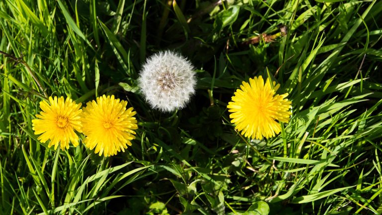 Je viens de découvrir le piratage le plus rapide pour empêcher les pissenlits de prendre le contrôle de ma pelouse – tout ce dont vous avez besoin est un aspirateur Dandelions in lawn