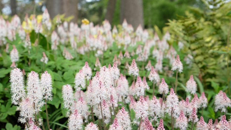 Tiarella blooming with white and pink flowers in a woodland garden border