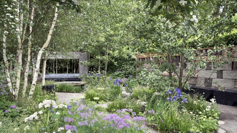 Wild forest garden with silver birch on the left and lavender planting in the foreground