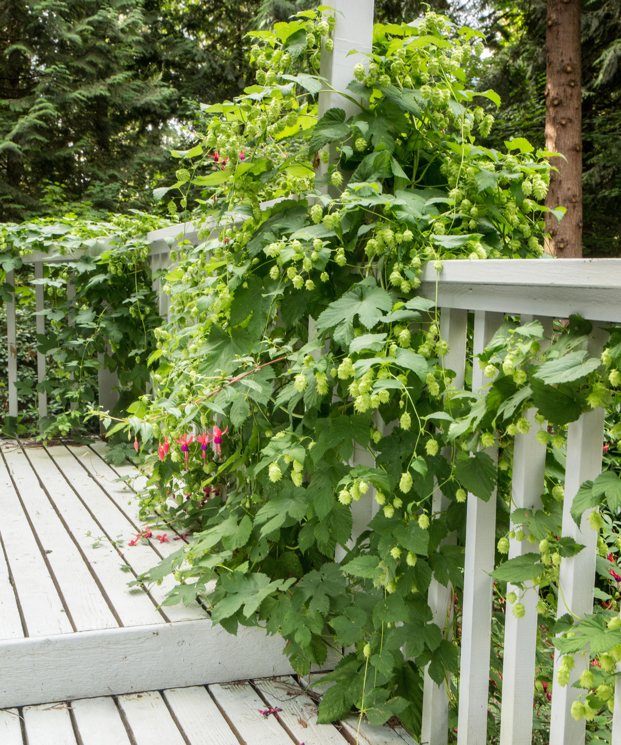 Hop Vine en porche Issaquah, Washington