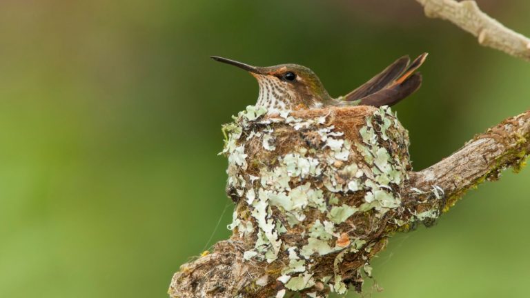 Soyez vigilant avant l’élagage de mai – voici comment repérer les nids de colibris dans votre cour et les garder en sécurité pendant la saison de reproduction Hummingbird in a nest