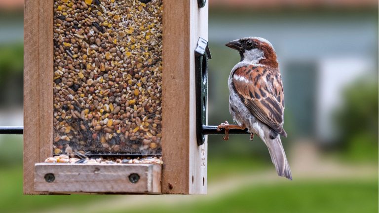 How to feed birds