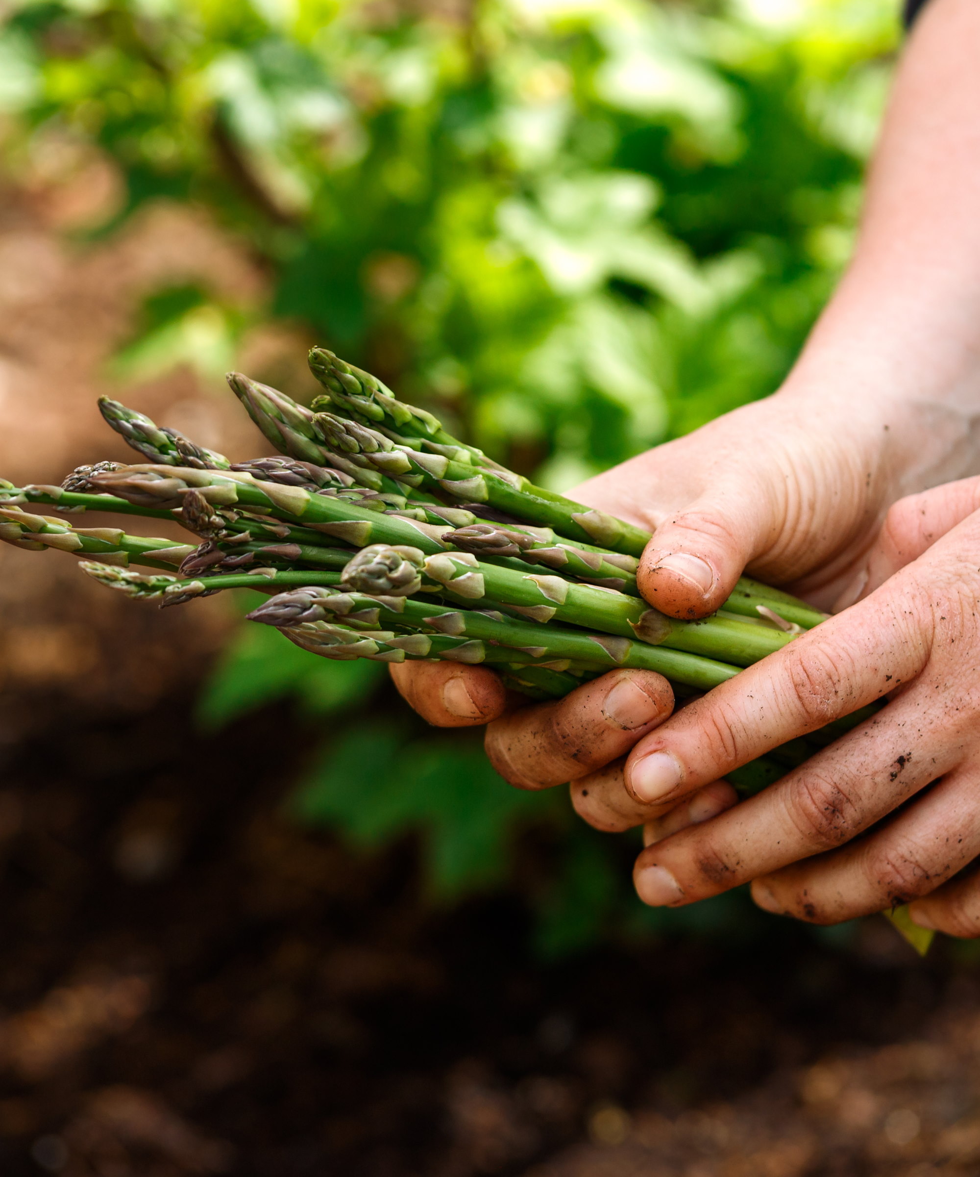 Mains tenant des lances d'asperges recueillies fraîches