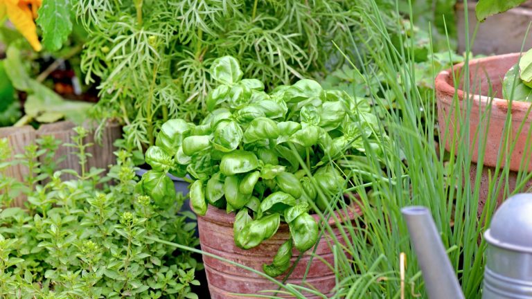 Basil plant in a pot surrounded by other plants