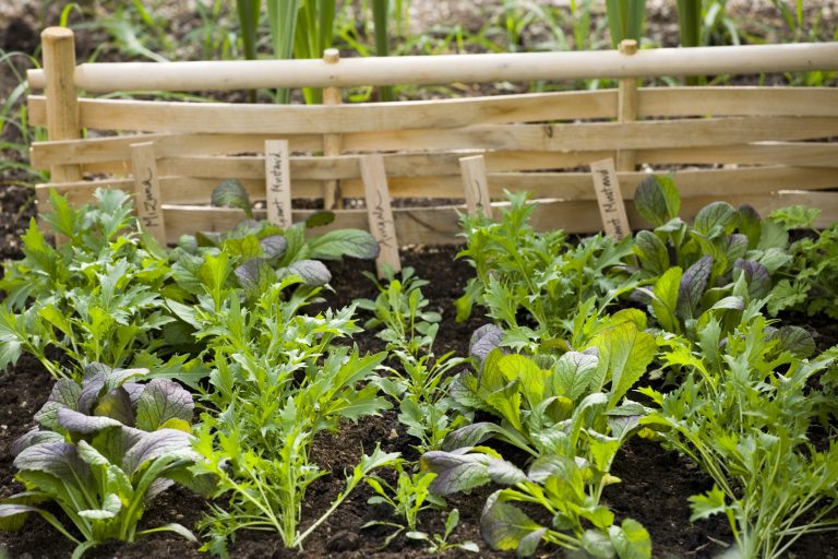 summer cabbage that can be planted in june