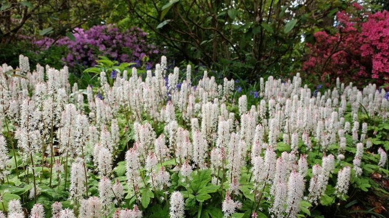 Foamflowers, or Tiarella, with pink and white flowers in spring