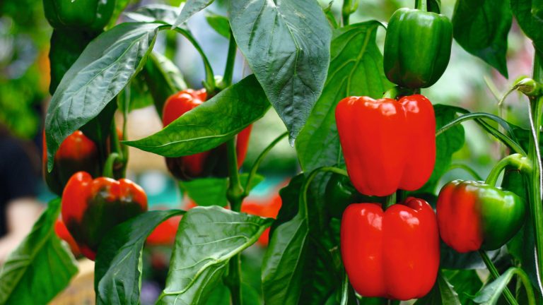 Les poivrons en cloche sont encore verts? Un expert en croissance des légumes jure par ce piratage facile pour les mûrir plus rapidement – il ne faut que quelques minutes et est libre de faire Red and green sweet peppers growing on a plant