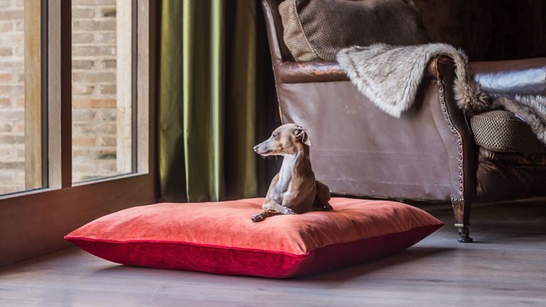 Je teste des conseils de nettoyage pour vivre, et ce piratage de blanchisse en velcro est ma façon préférée de retirer les poils d’animaux de vêtements en quelques secondes A small Italian greyhound dog on a large red pillow-style dog bed. Next to a brown leather armchair.