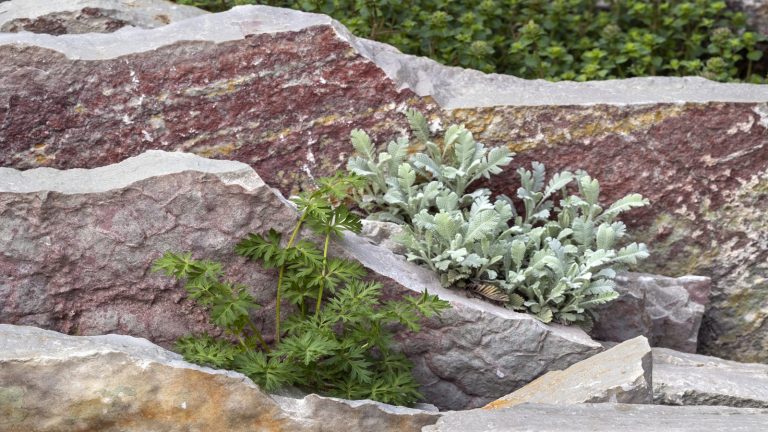 Comment démarrer un jardin de crevasses cet été – et transformer les zones rocheuses de votre cour avec des alpins, des herbes et des succulentes, même à l’ombre crevice garden, dry garden, rock garden
