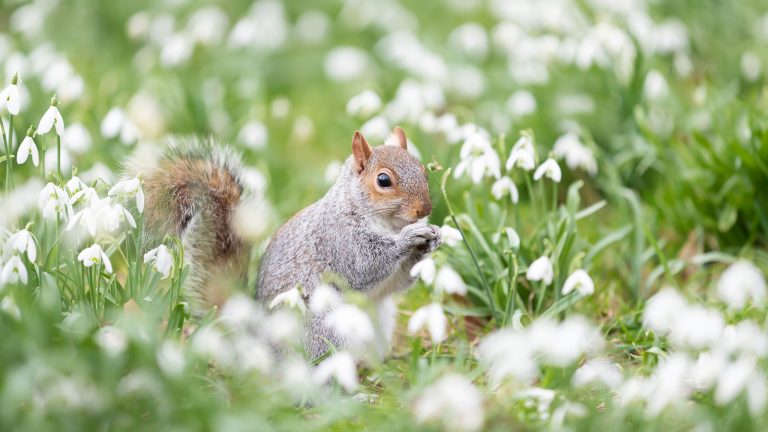 Gardez les écureuils hors du jardin pour de bon avec une fleur facile à cultiver qu’ils ne peuvent pas supporter – mais vous adorerez Close-up of a Gray Squirrel in snowdrops in spring