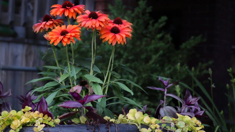 Comment faire pousser des coneflowers dans des pots – 5 étapes vers des fleurs brillantes dans les jardins urbains, ainsi que les meilleures variétés à choisir Red coneflowers blooming in a black container with other plants